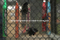 Chainlink Fence/Sports Field Fence/ Security Fence/Safe Guard Fence/Chain Link Wire Mesh