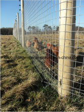 Wire Fence/Wire Mesh Fence /Grass Land Fence/Field Fence/Animal Fence